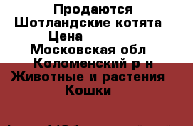 Продаются Шотландские котята › Цена ­ 15 000 - Московская обл., Коломенский р-н Животные и растения » Кошки   